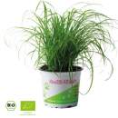 Golli-Thek® Katzengras